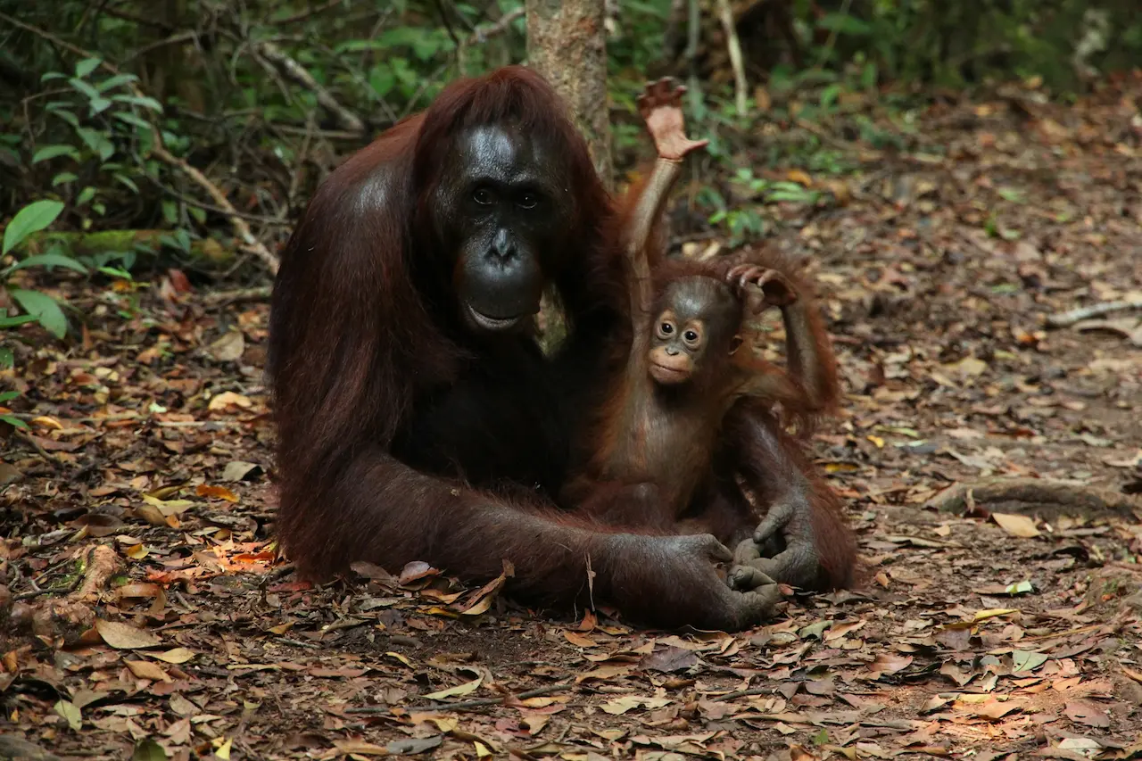 Monkeys In The Tropical Rainforest