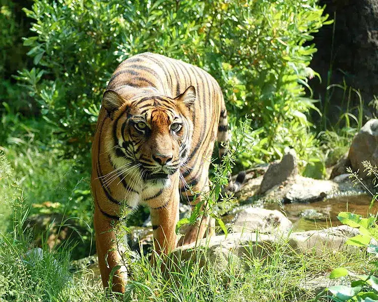 Sumatran Tigers Are One Of the Endangered Tiger Species. Photo: Dick Mudde