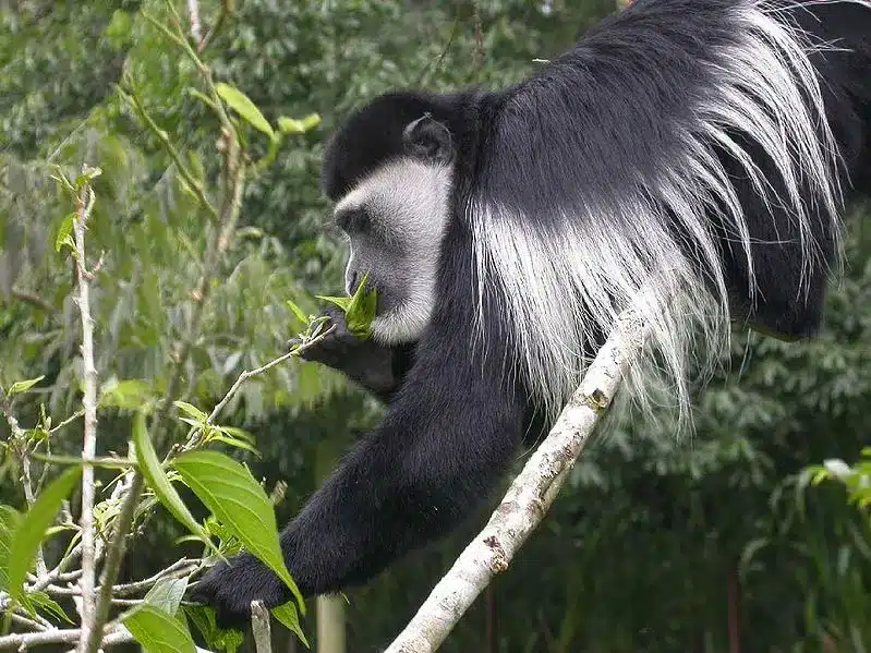 The Colobus Monkey Is On Our List Of African Jungle Animals. Photo: Duncan Wright