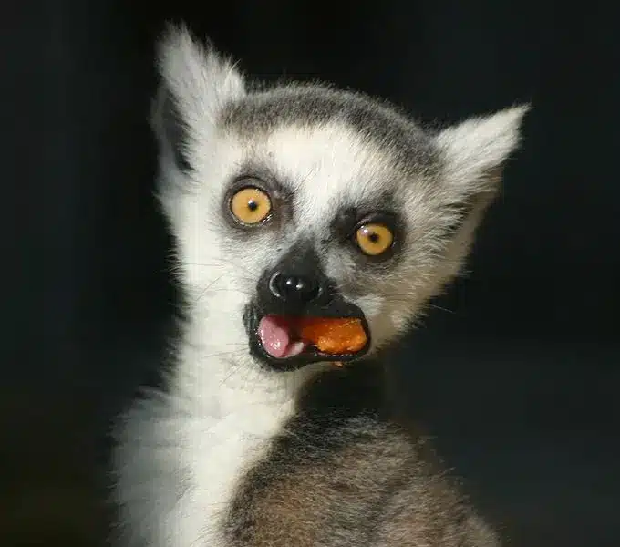 Lemurs, Such As This Young Ringtailed Lemur, Are One Of The Many Types Of Endangered Rainforest Animals. Photo:Emmanuel Faivre