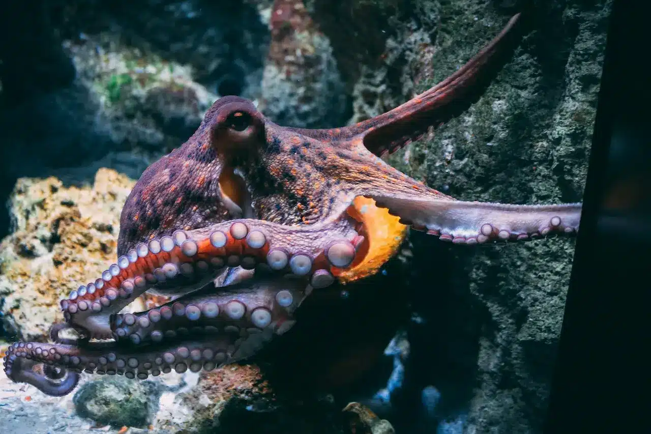 An Octopus Species Is The First Invertebrate Documented As One Of A Growing Number Of Animals That Use Tools. Photo:Nick Hobgood