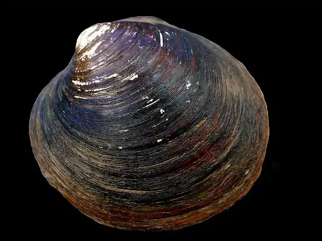 A Clam Similar To This One Was The World's Oldest Creature. Then Scientists Found Him. Photo: Hans Allewaert