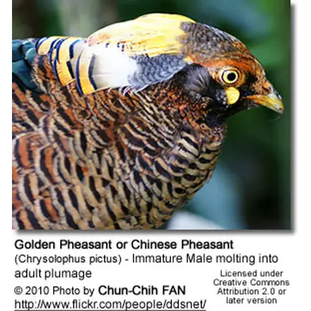 Golden Pheasant  Facts, Information and Habitat