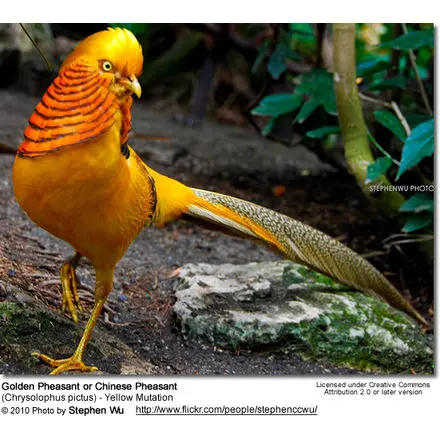 Golden Pheasant Mutation