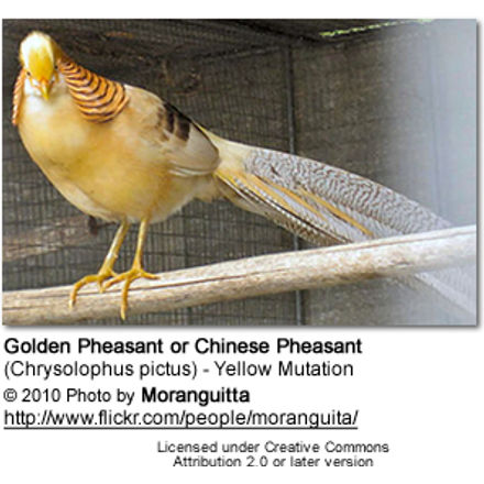 Golden Pheasant - Yellow Mutation