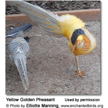 Yellow Golden Pheasant