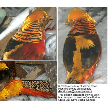 The Golden Pheasant - 10,000 Birds