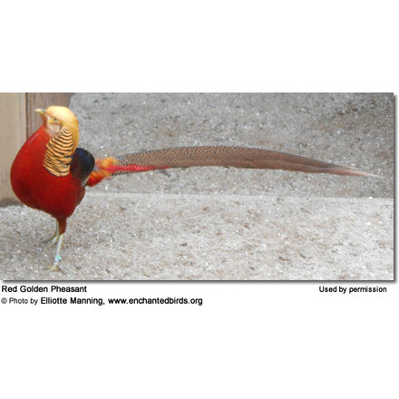 Red Golden Pheasant