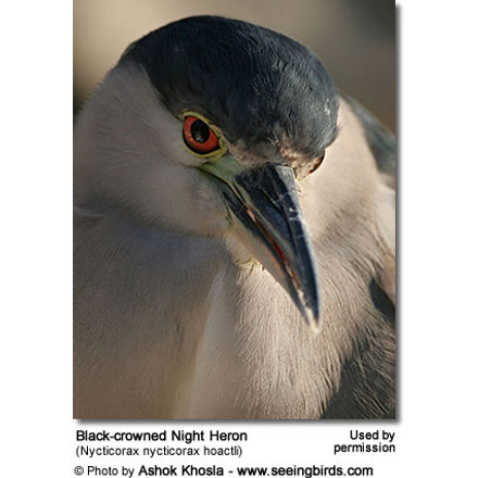 Black-crowned Night Heron (Nycticorax nycticorax hoactli) 