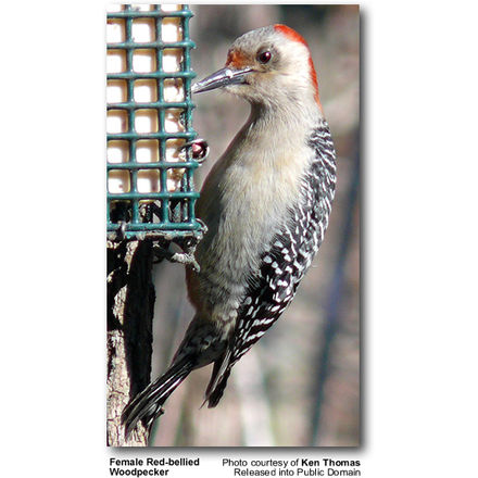 Female Red-bellied Woodpecker