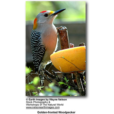 Golden-fronted Woodpecker