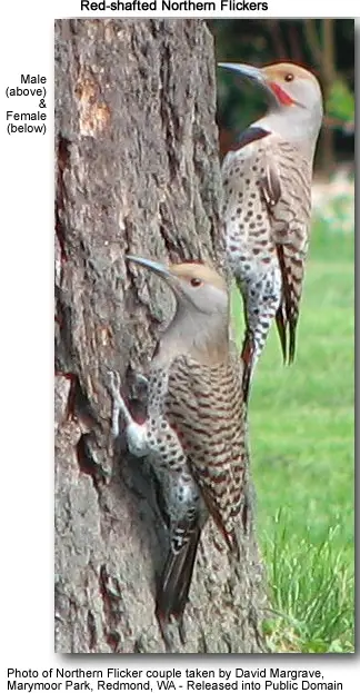 Male and Female Red-shafted Northern Flickers