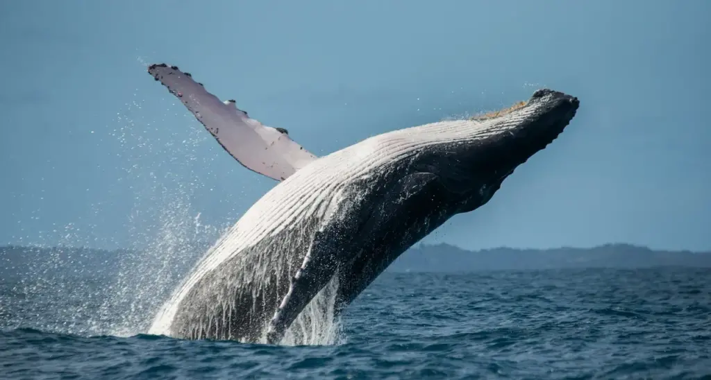 What Is The Rght Whale's Population