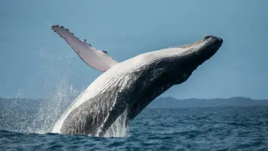What Is The Rght Whale's Population