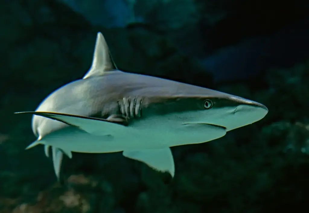 10 Most Dangerous Sharks