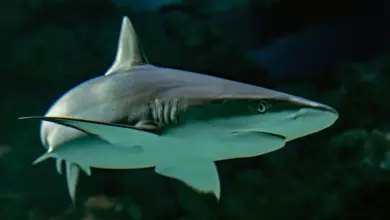 10 Most Dangerous Sharks