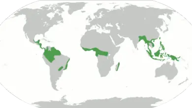 A Map Of The World's Tropical Rain Forests