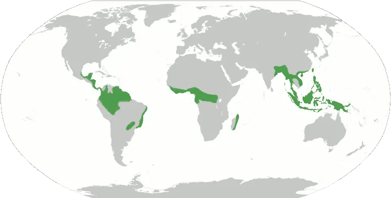 A Map Of The World's Tropical Rain Forests