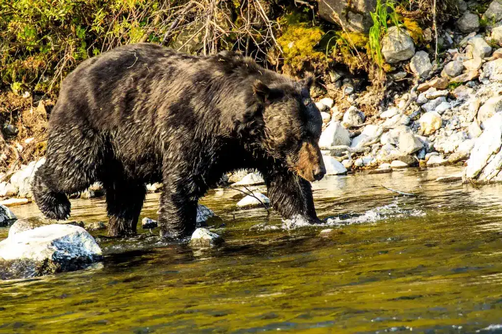 A Yellowstone Grizzlies Bear in the Water 
