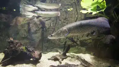 Amazon Fish Vanishing