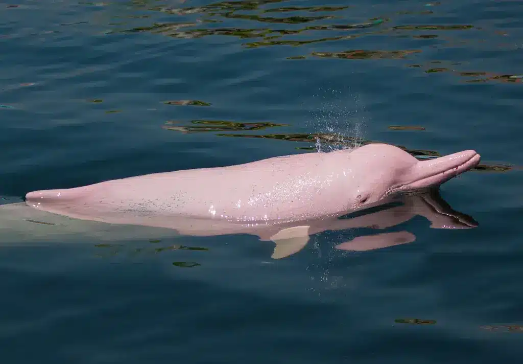 Pink Dolphins In the Water. Are Pink Dolphins Endangered?
