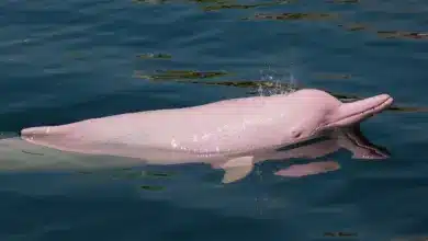 Pink Dolphins In the Water. Are Pink Dolphins Endangered?