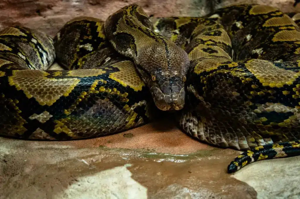 BURMESE PYTHONS HUNTED IN FLORIDA