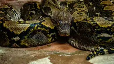 BURMESE PYTHONS HUNTED IN FLORIDA