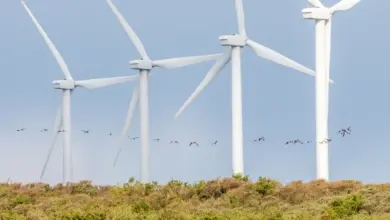 Bats and Windmills, Birds Flying Near The Windmills