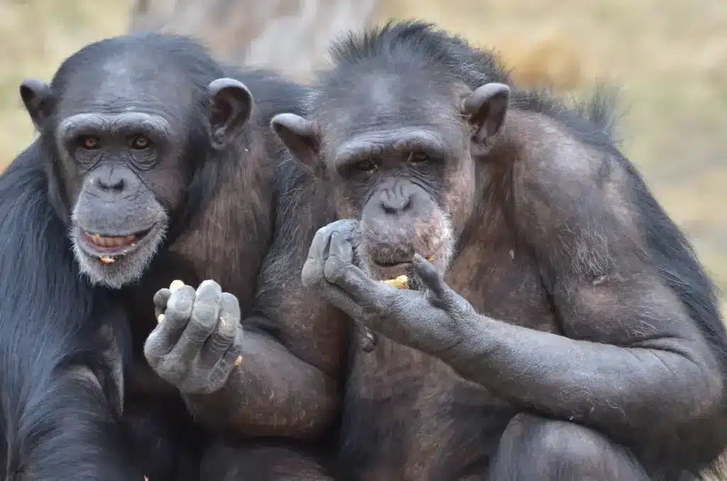 Chimps Eating Together 