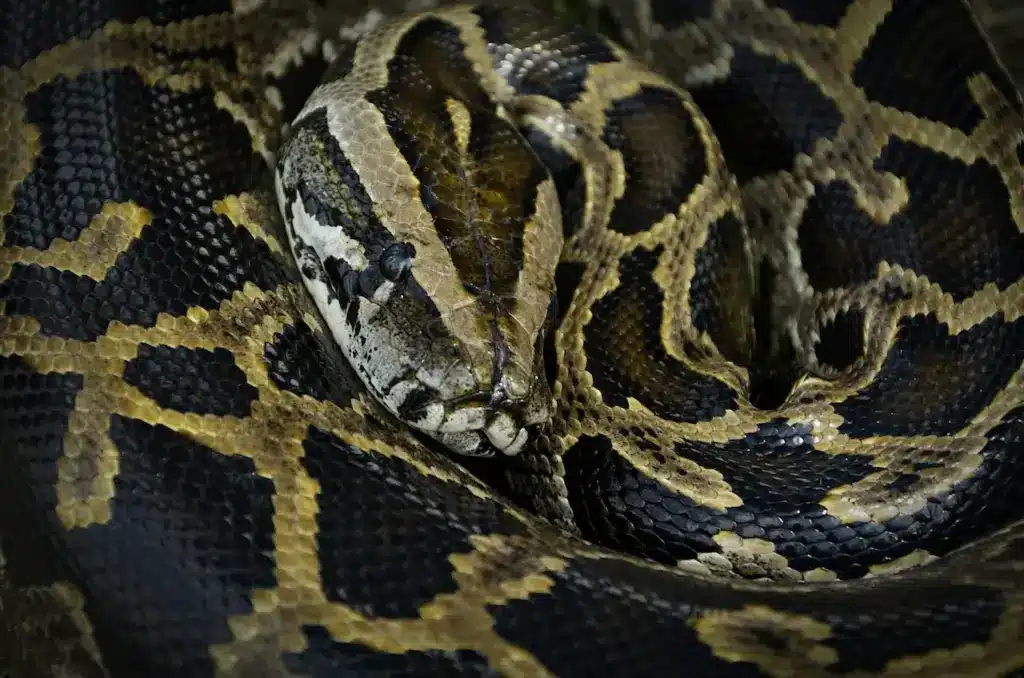 Closeup Image of Burmese Python 
