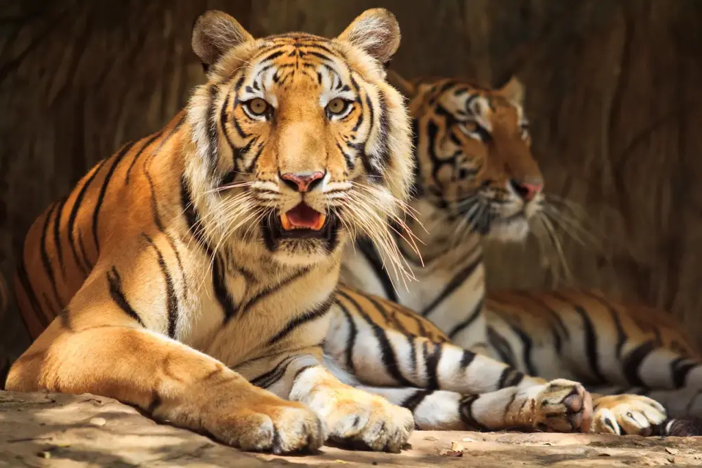 Closeup Image of Siberian Tigers 