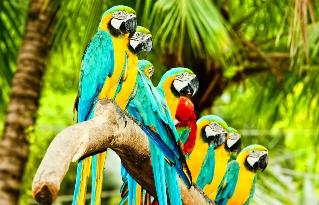 Colourful Parrots Perched on Tree