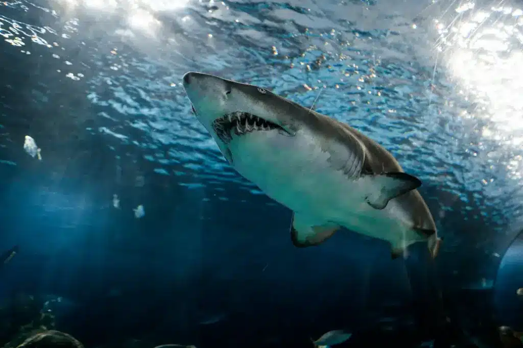 Dangerous Sharks on the Water 