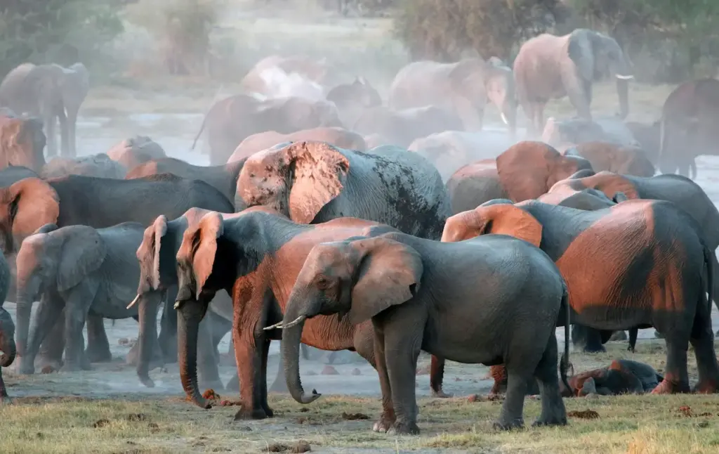 Group of Elephants 