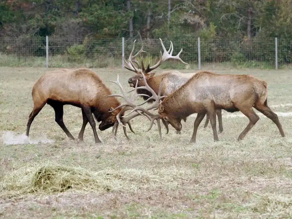 Elk Fighting Using Its Big Antlers