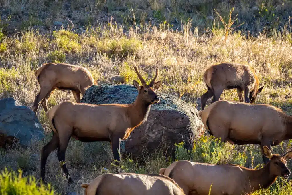 Elks and Wolves In Yellowstone