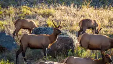 Elks and Wolves In Yellowstone