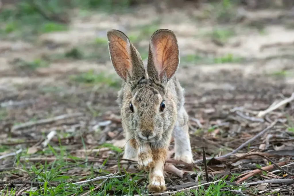 Endangered Cottontail Rabbits on the Ground