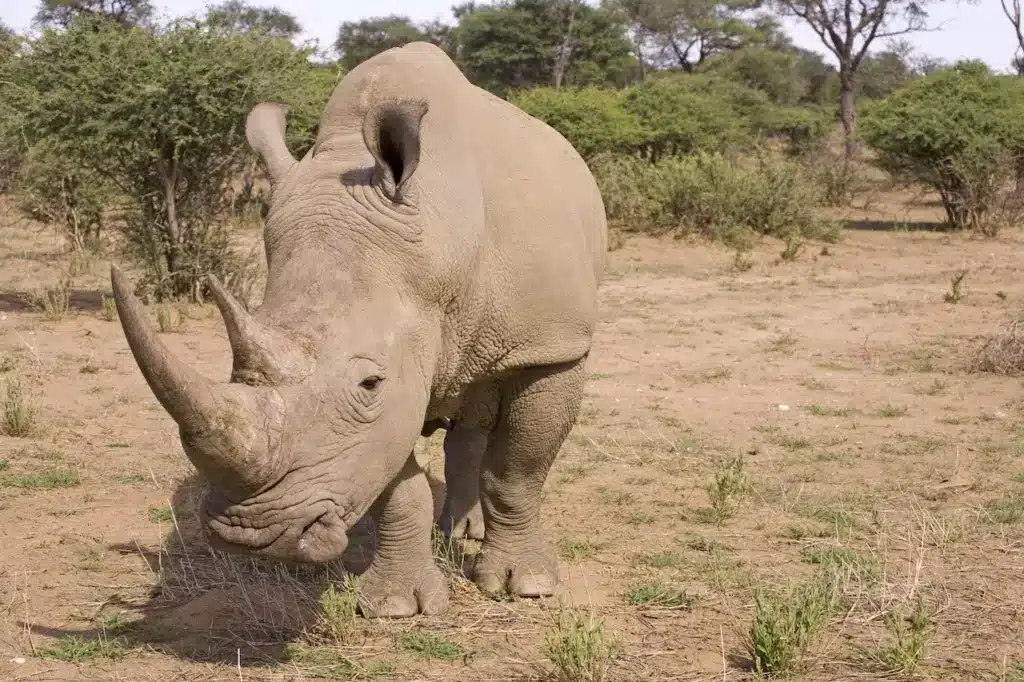 Endangered Rhino Poaching on a Ground