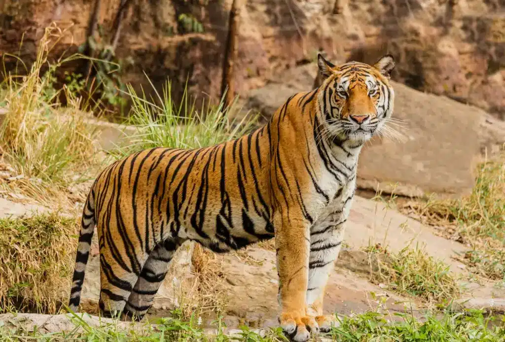 Farm Raised Tigers Standing on a Rock