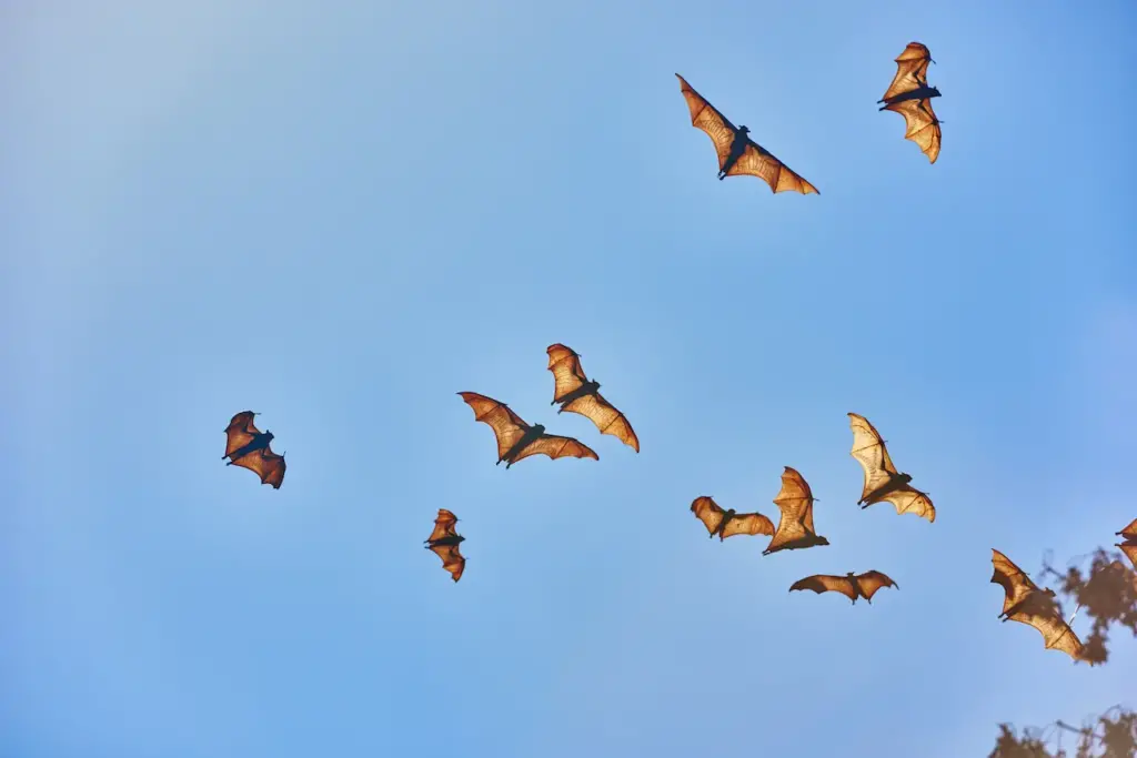 Fruit Bats Flying In The Sky
