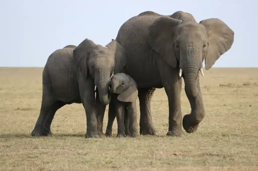 Family of Elephants. How Long Do Elephants Live?