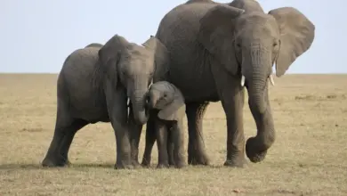 Family of Elephants. How Long Do Elephants Live?