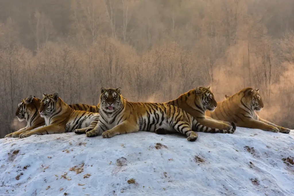 Group of Siberian Tigers Resting Inbreeding Threatens Siberian Tigers