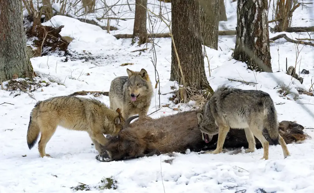 A Pack Of Wolves Hunting A Bison