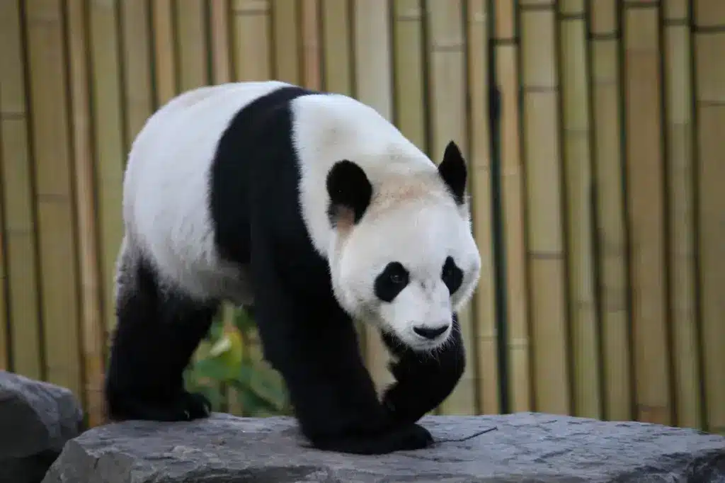 Panda Image on the Rocks 