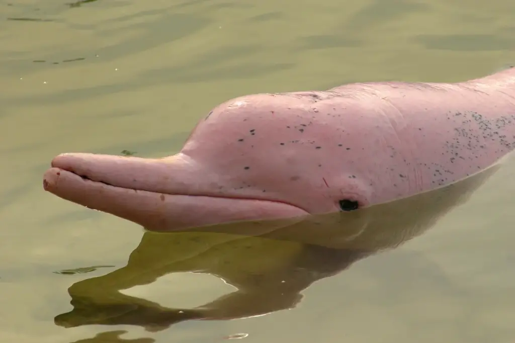 Pink Dolphins on the Water 