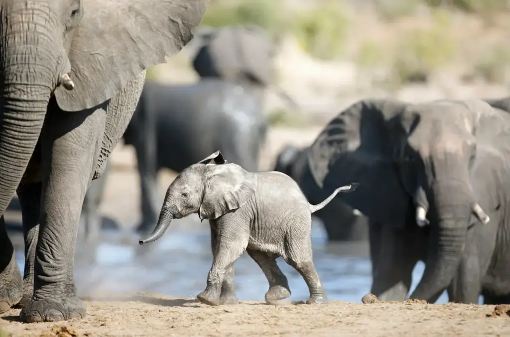 Small Baby Elephant
