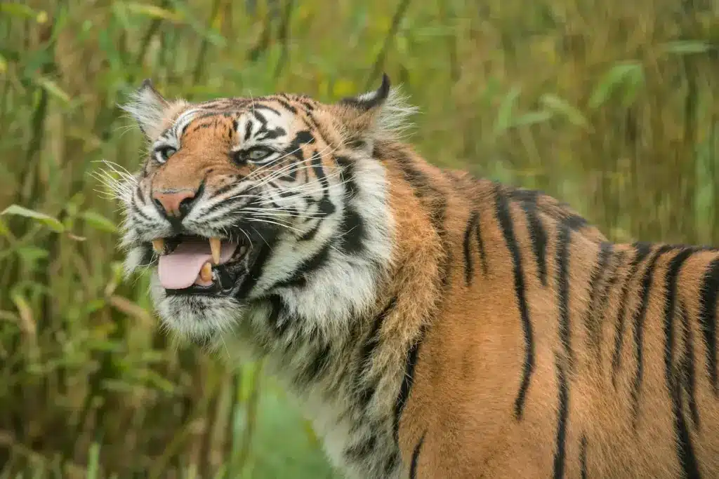 Close up Image of Tigers 